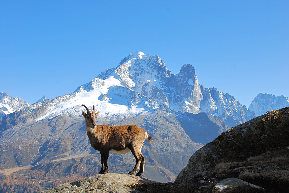 Chamois alpes