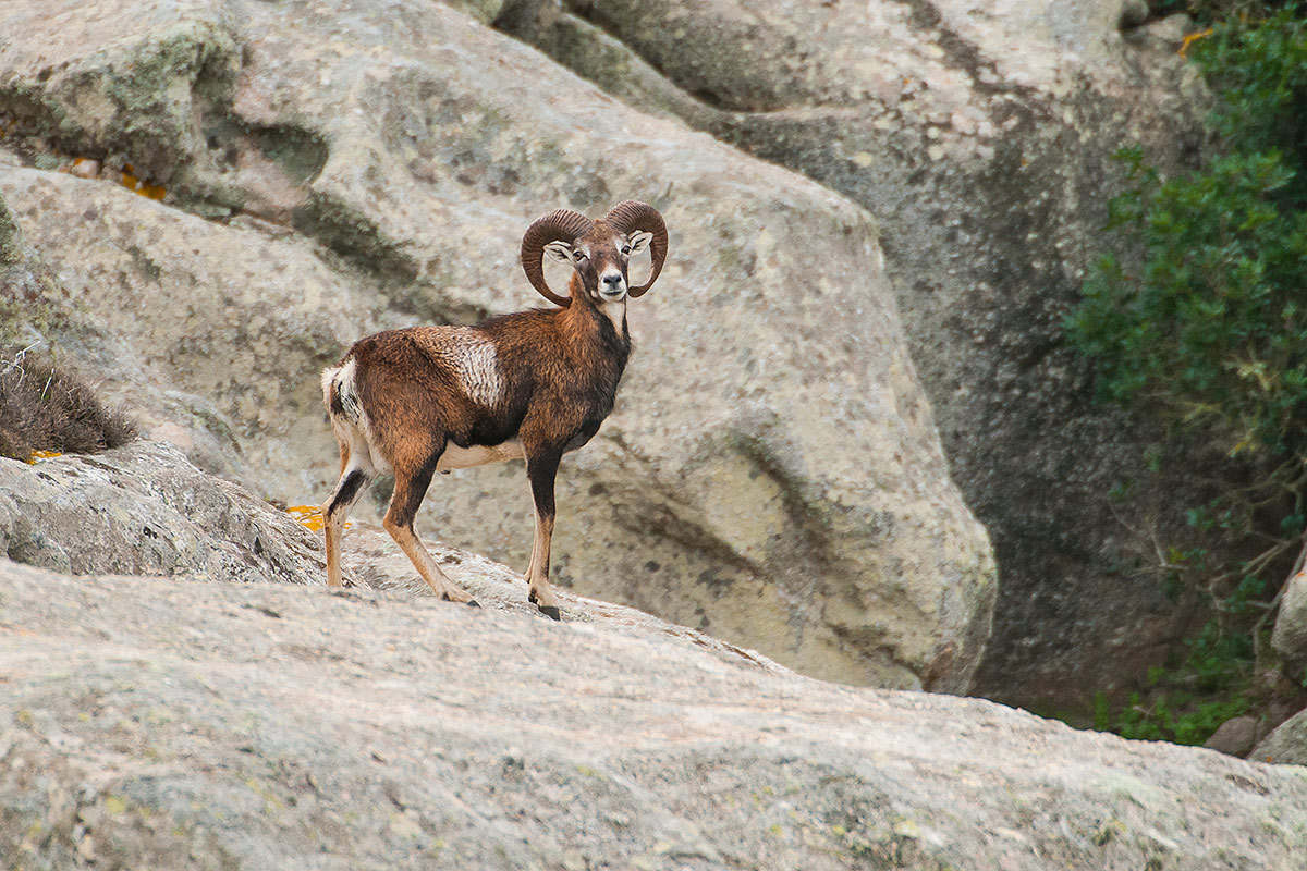 Mouflon alpes