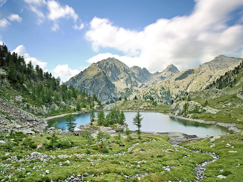 lac trecolpas