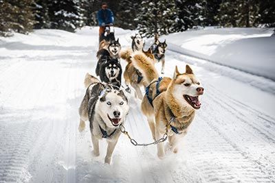 paradiski chiens traineaux