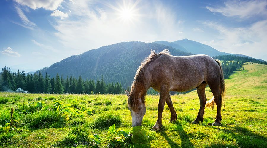 vacances montagne été cheval